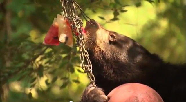 Zoo, Bangkok, Djur, Sött